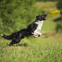Dog catching a frisbee West Financial Services