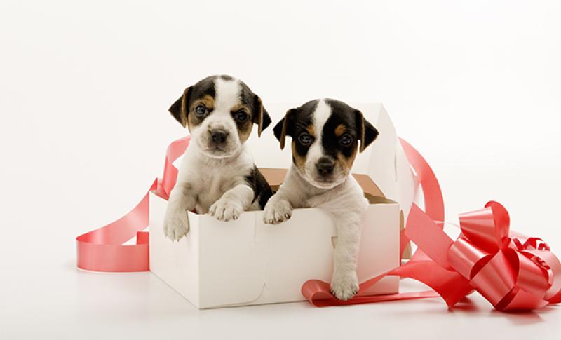 Puppies playing in a box. West Financial Services