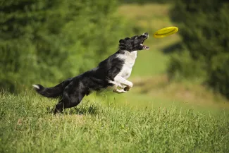 A black and white dog catching a frisbee. West Financial Services.