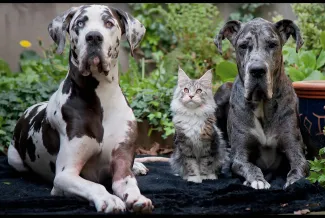 Spotted Great Dane dog, a Main Coon cate and a grey Great Dane dog all sitting and looking at you. West Financial Services.