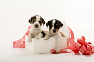 Puppies in a box with ribbon. West Financial Services