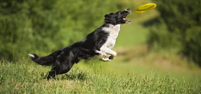 A black and white dog catching a frisbee. West Financial Services.