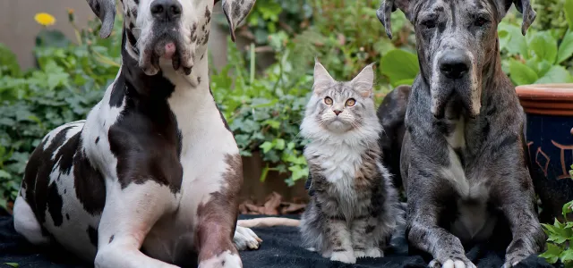 Spotted Great Dane dog, a Main Coon cate and a grey Great Dane dog all sitting and looking at you. West Financial Services.