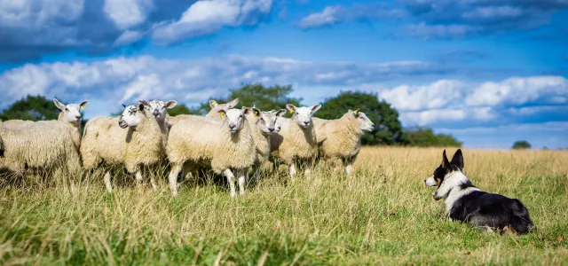 Herding dog crouched in a grassy field facing a group of sheep under a bright blue sky with scattered clouds.