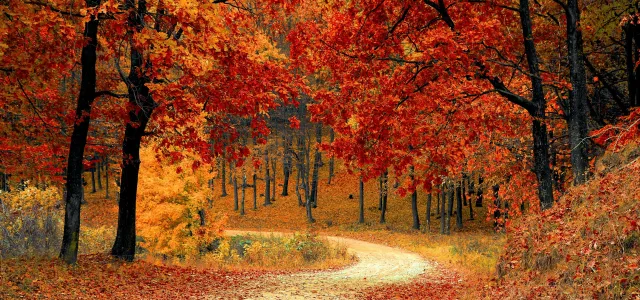Winding dirt path through a forest filled with trees covered in vibrant red, orange, and yellow autumn leaves.