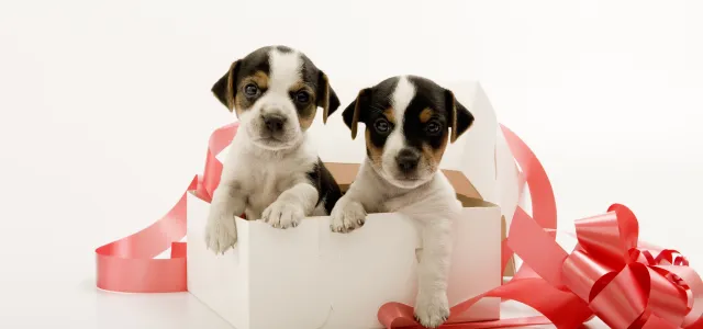 Puppies in a box with ribbon. West Financial Services